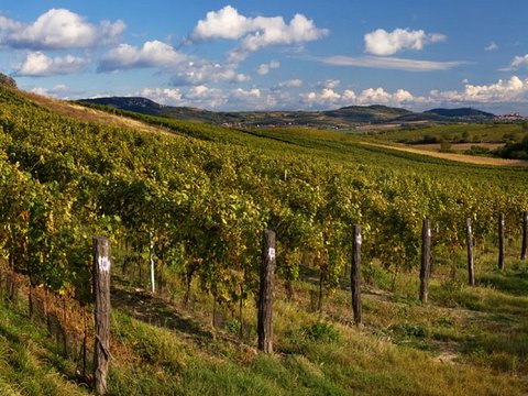 Schlemmertour nach Böhmen - Wein- und Elblandgeschichten