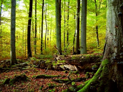 Thüringer Wald Foto © Rüdiger Biehl