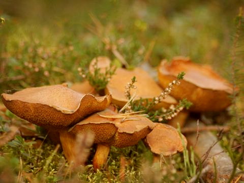 Pilze Foto © Tauschers-Photography