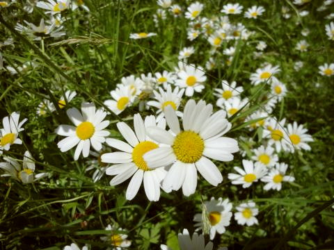 Frühlingsblumen Foto © Sachsen Incoming